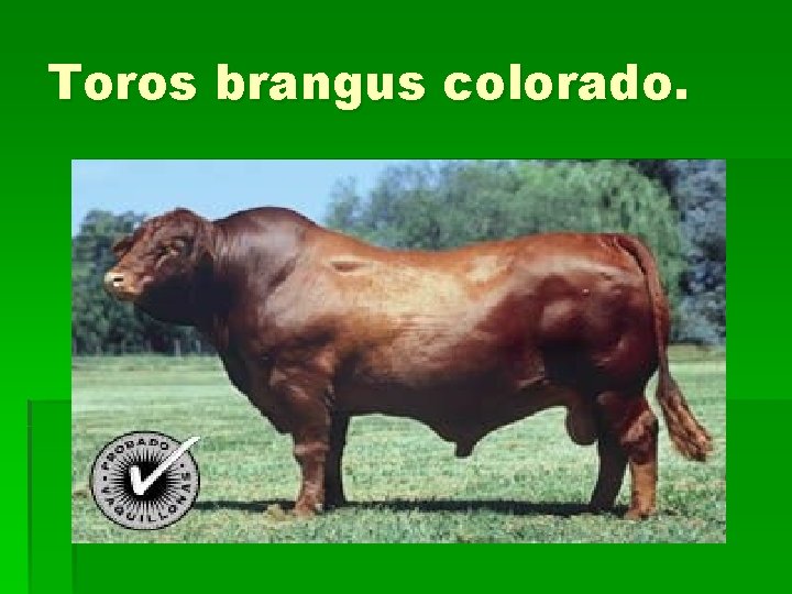 Toros brangus colorado. 