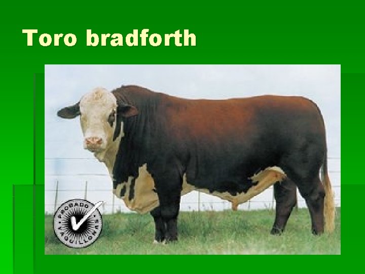 Toro bradforth 