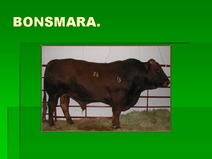 BONSMARA. 