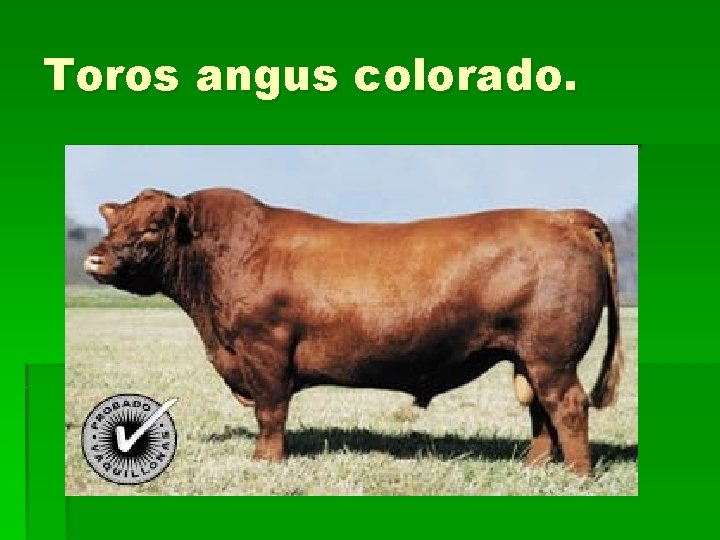 Toros angus colorado. 