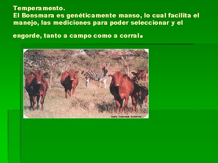 Temperamento. El Bonsmara es genéticamente manso, lo cual facilita el manejo, las mediciones para