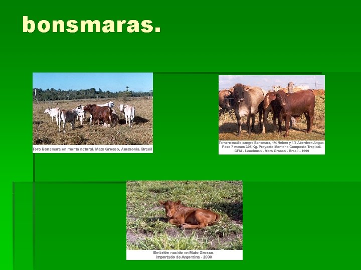bonsmaras. 