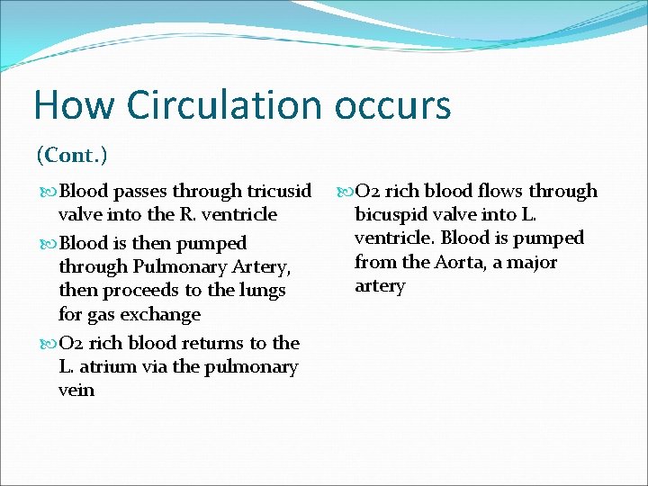 How Circulation occurs (Cont. ) Blood passes through tricusid valve into the R. ventricle