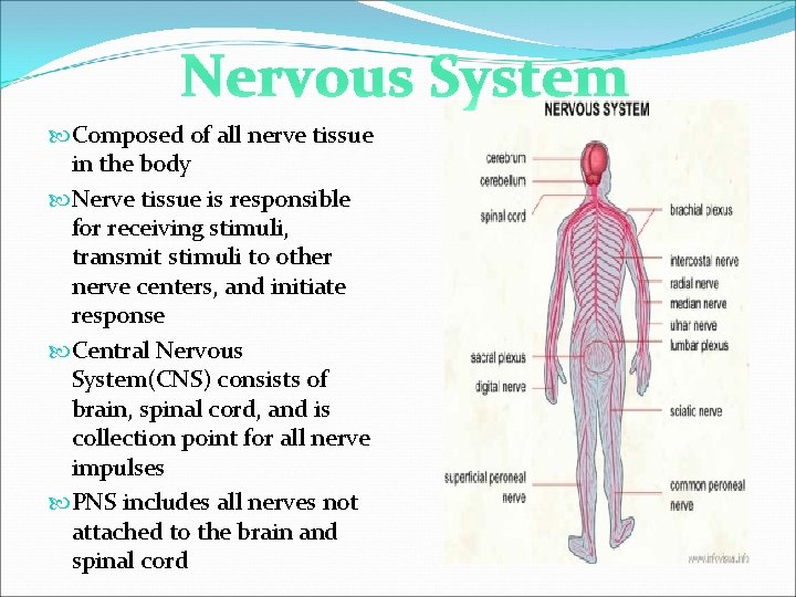 Nervous System Composed of all nerve tissue in the body Nerve tissue is responsible