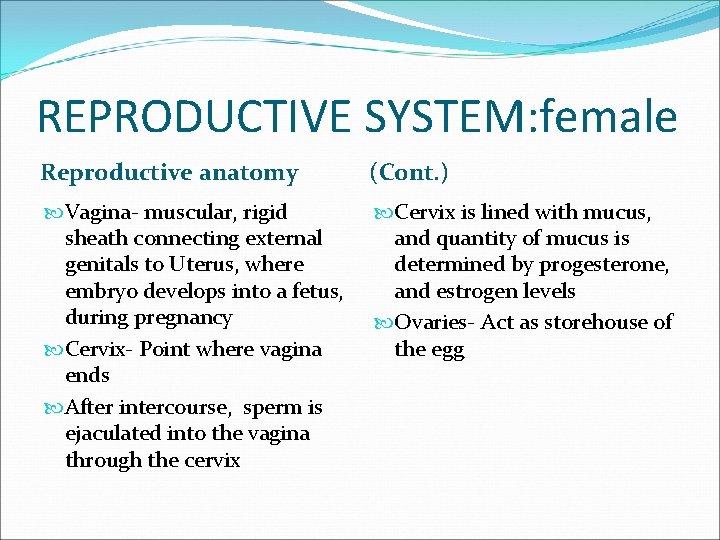 REPRODUCTIVE SYSTEM: female Reproductive anatomy (Cont. ) Vagina- muscular, rigid sheath connecting external genitals