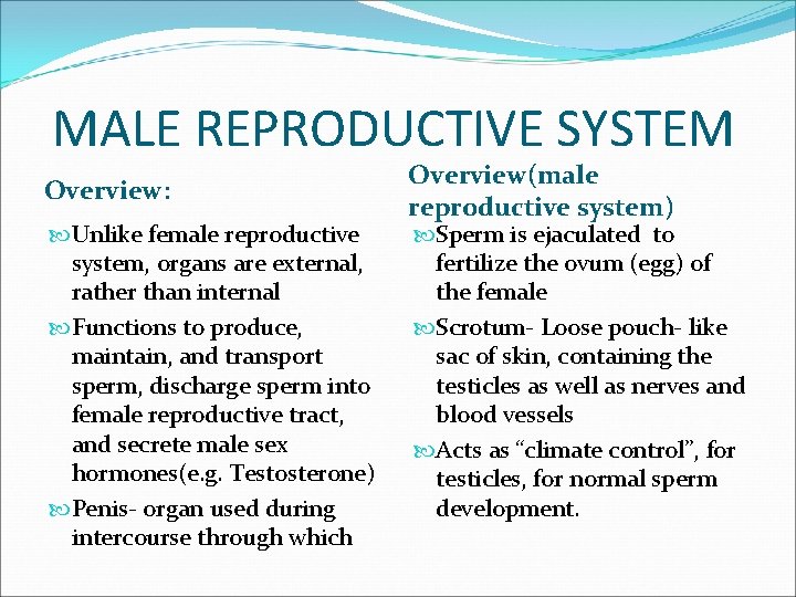 MALE REPRODUCTIVE SYSTEM Overview: Unlike female reproductive system, organs are external, rather than internal