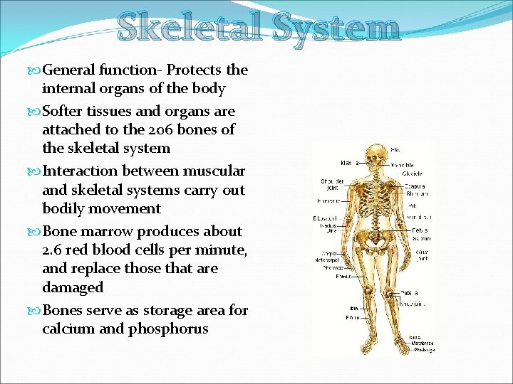 Skeletal System General function- Protects the internal organs of the body Softer tissues and