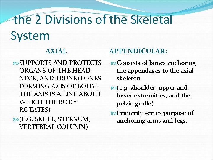 the 2 Divisions of the Skeletal System AXIAL SUPPORTS AND PROTECTS ORGANS OF THE