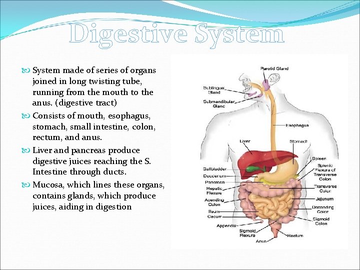Digestive System made of series of organs joined in long twisting tube, running from