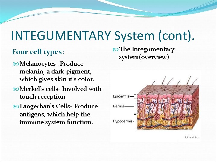 INTEGUMENTARY System (cont). Four cell types: Melanocytes- Produce melanin, a dark pigment, which gives