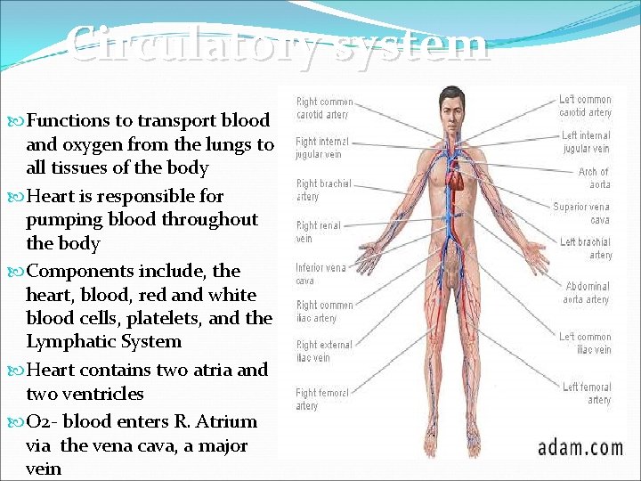 Circulatory system Functions to transport blood and oxygen from the lungs to all tissues