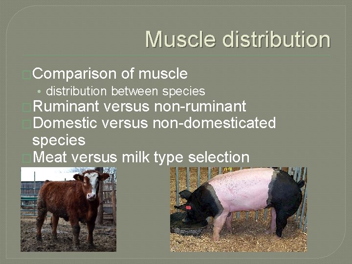 Muscle distribution �Comparison of muscle • distribution between species �Ruminant versus non-ruminant �Domestic versus