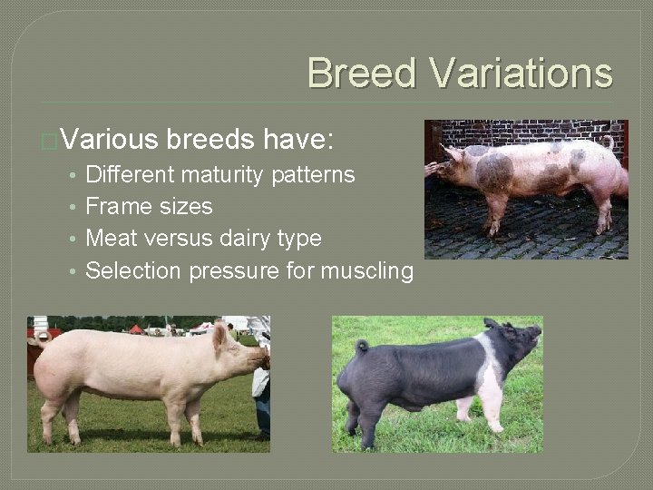 Breed Variations �Various • • breeds have: Different maturity patterns Frame sizes Meat versus
