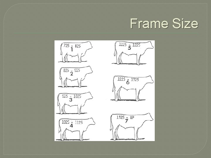 Frame Size 