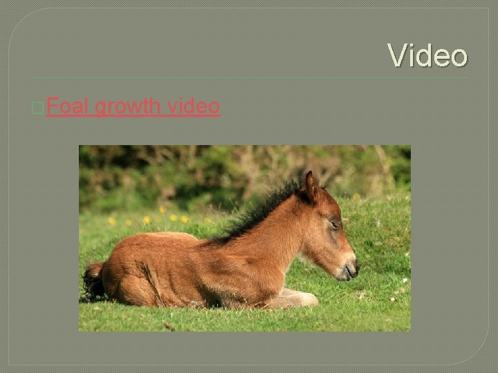 Video �Foal growth video 