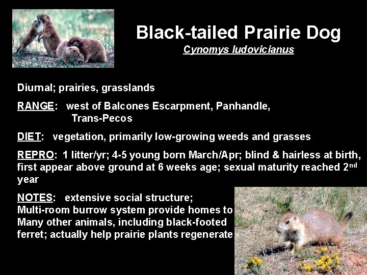 Black-tailed Prairie Dog Cynomys ludovicianus Diurnal; prairies, grasslands RANGE: west of Balcones Escarpment, Panhandle,