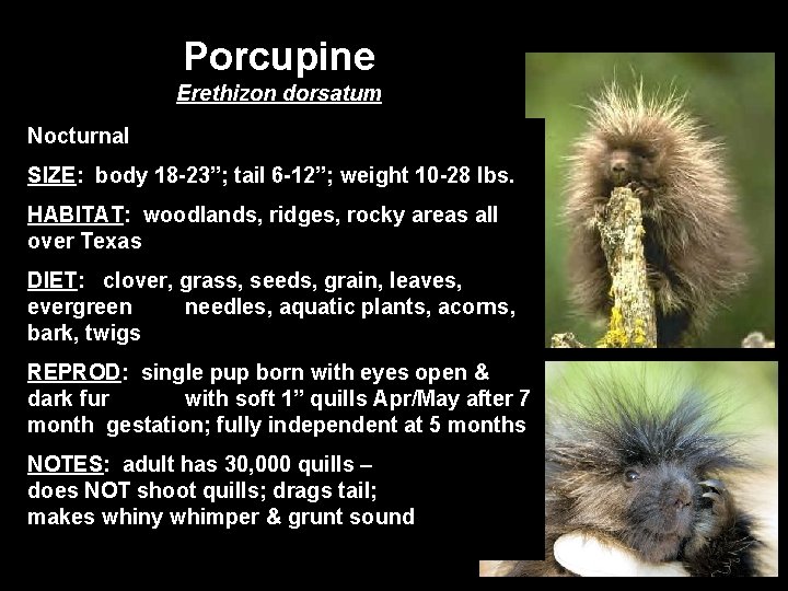 Porcupine Erethizon dorsatum Nocturnal SIZE: body 18 -23”; tail 6 -12”; weight 10 -28