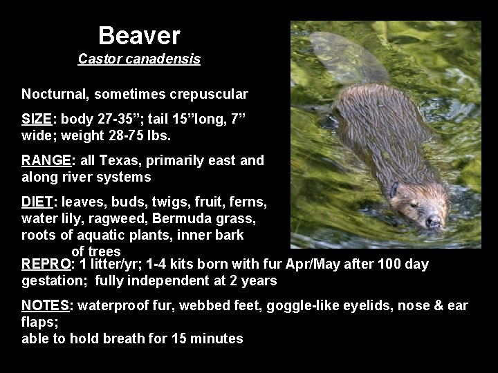 Beaver Castor canadensis Nocturnal, sometimes crepuscular SIZE: body 27 -35”; tail 15”long, 7” wide;