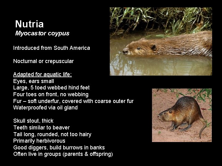 Nutria Myocastor coypus Introduced from South America Nocturnal or crepuscular Adapted for aquatic life: