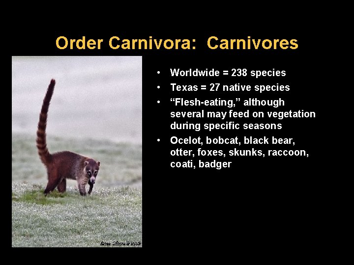 Order Carnivora: Carnivores • Worldwide = 238 species • Texas = 27 native species
