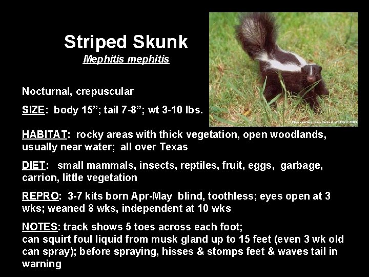 Striped Skunk Mephitis mephitis Nocturnal, crepuscular SIZE: body 15”; tail 7 -8”; wt 3