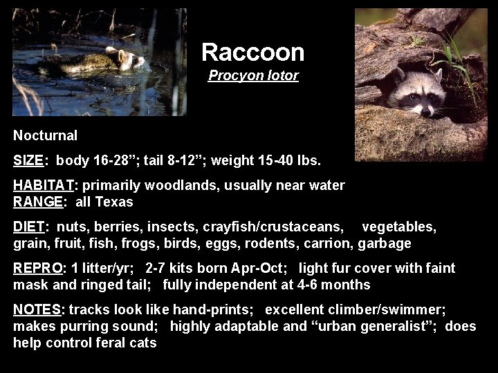 Raccoon Procyon lotor Nocturnal SIZE: body 16 -28”; tail 8 -12”; weight 15 -40