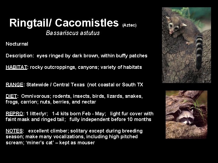 Ringtail/ Cacomistles (Aztec) Bassariscus astutus Nocturnal Description: eyes ringed by dark brown, within buffy