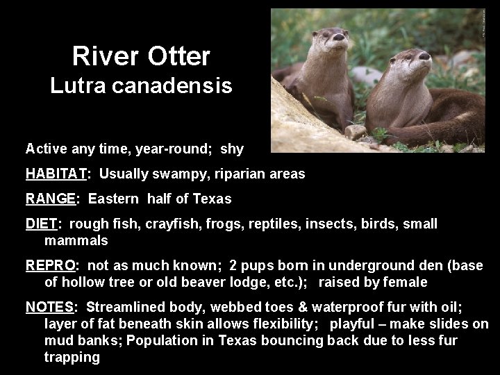 River Otter Lutra canadensis Active any time, year-round; shy HABITAT: Usually swampy, riparian areas