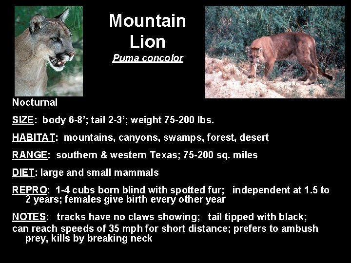 Mountain Lion Puma concolor Nocturnal SIZE: body 6 -8’; tail 2 -3’; weight 75