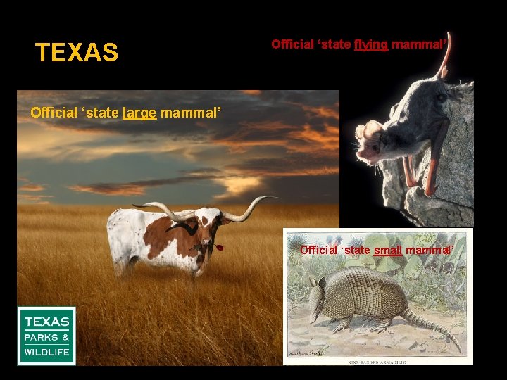 TEXAS Official ‘state flying mammal’ Official ‘state large mammal’ Official ‘state small mammal’ 