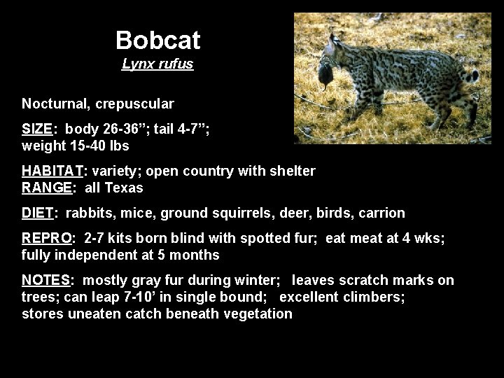 Bobcat Lynx rufus Nocturnal, crepuscular SIZE: body 26 -36”; tail 4 -7”; weight 15