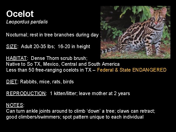 Ocelot Leopordus pardalis Nocturnal; rest in tree branches during day SIZE: Adult 20 -35