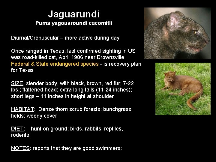 Jaguarundi Puma yagouaroundi cacomitli Diurnal/Crepuscular – more active during day Once ranged in Texas,