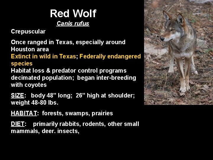 Red Wolf Canis rufus Crepuscular Once ranged in Texas, especially around Houston area Extinct