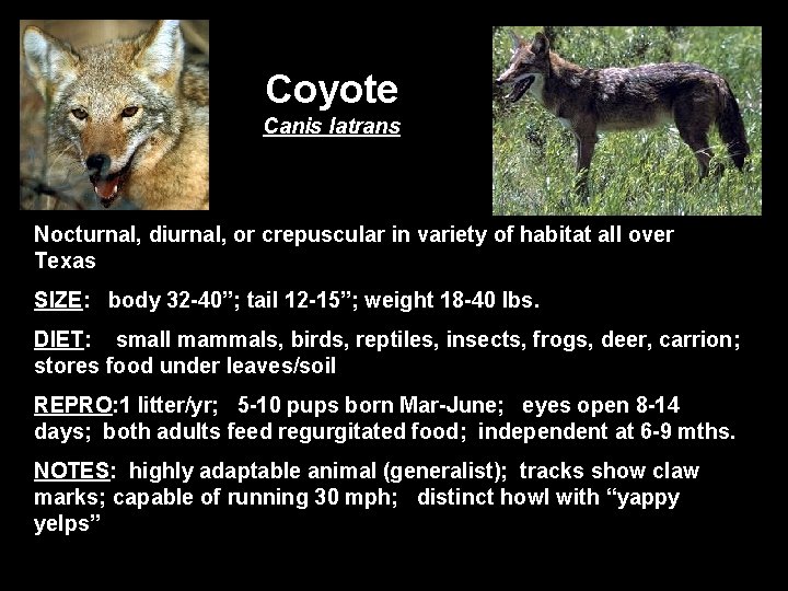 Coyote Canis latrans Nocturnal, diurnal, or crepuscular in variety of habitat all over Texas