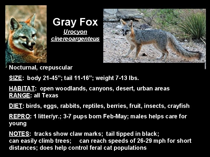 Gray Fox Urocyon cinereoargenteus Nocturnal, crepuscular SIZE: body 21 -45”; tail 11 -16”; weight