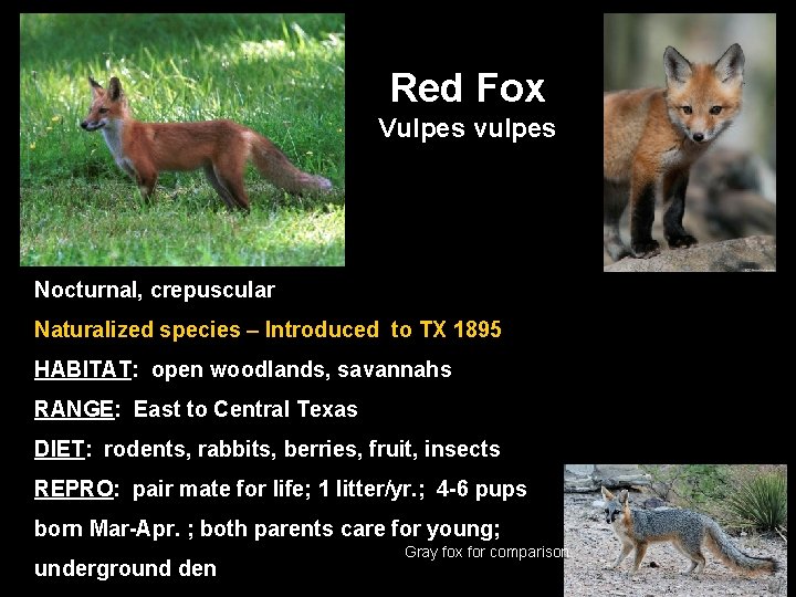 Red Fox Vulpes vulpes Nocturnal, crepuscular Naturalized species – Introduced to TX 1895 HABITAT: