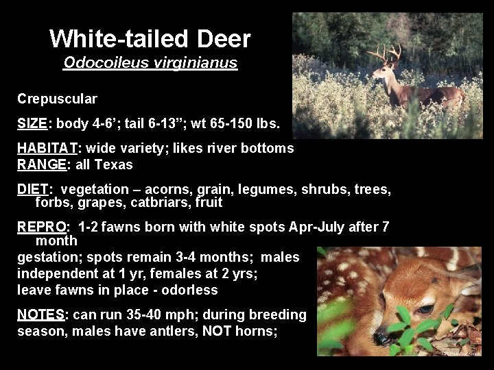 White-tailed Deer Odocoileus virginianus Crepuscular SIZE: body 4 -6’; tail 6 -13”; wt 65