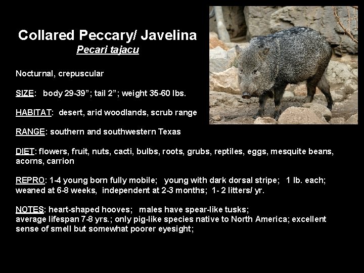 Collared Peccary/ Javelina Pecari tajacu Nocturnal, crepuscular SIZE: body 29 -39”; tail 2”; weight