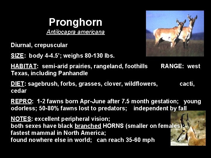 Pronghorn Antilocapra americana Diurnal, crepuscular SIZE: body 4 -4. 5’; weighs 80 -130 lbs.