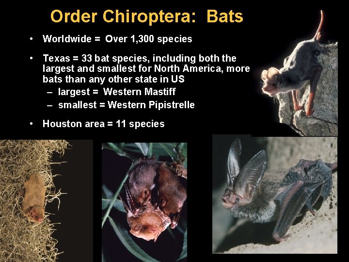 Order Chiroptera: Bats • Worldwide = Over 1, 300 species • Texas = 33