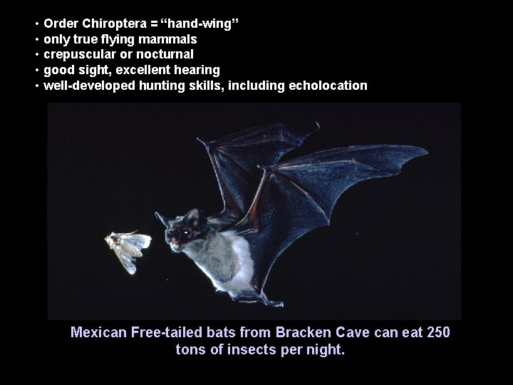  • Order Chiroptera = “hand-wing” • only true flying mammals • crepuscular or