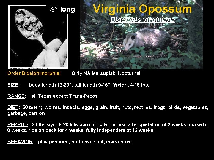 ½” long Virginia Opossum Didelphis virginiana Order Didelphimorphia; SIZE: RANGE: Only NA Marsupial; Nocturnal