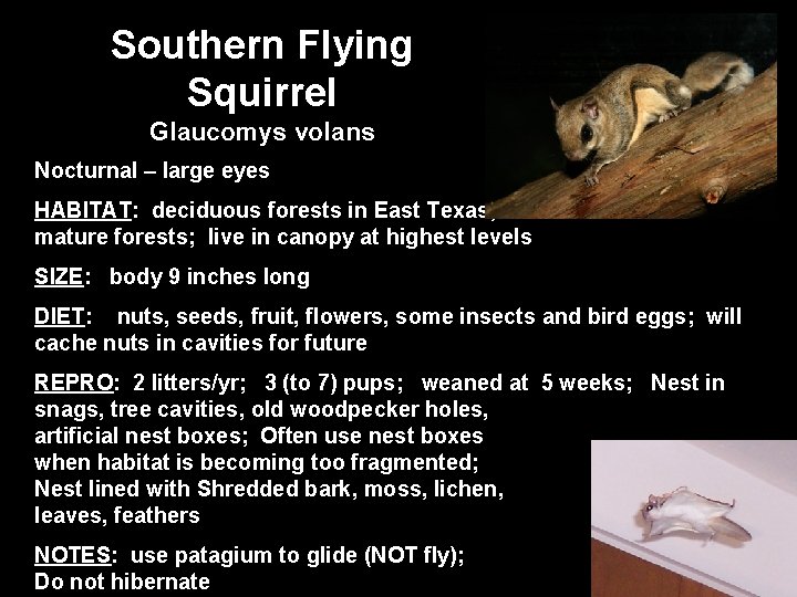 Southern Flying Squirrel Glaucomys volans Nocturnal – large eyes HABITAT: deciduous forests in East