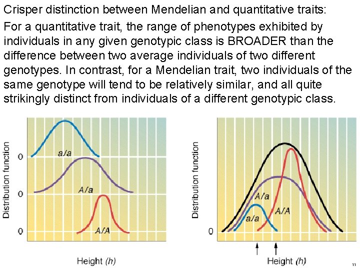 Crisper distinction between Mendelian and quantitative traits: For a quantitative trait, the range of