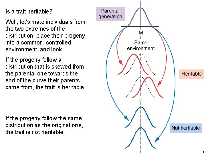 Is a trait heritable? Well, let’s mate individuals from the two extremes of the