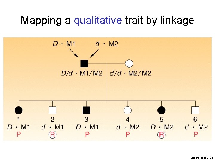 Mapping a qualitative trait by linkage MCB 140, 12 -8 -06 24 