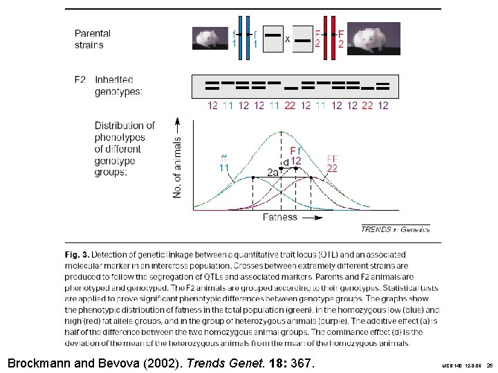 Brockmann and Bevova (2002). Trends Genet. 18: 367. MCB 140, 12 -8 -06 26