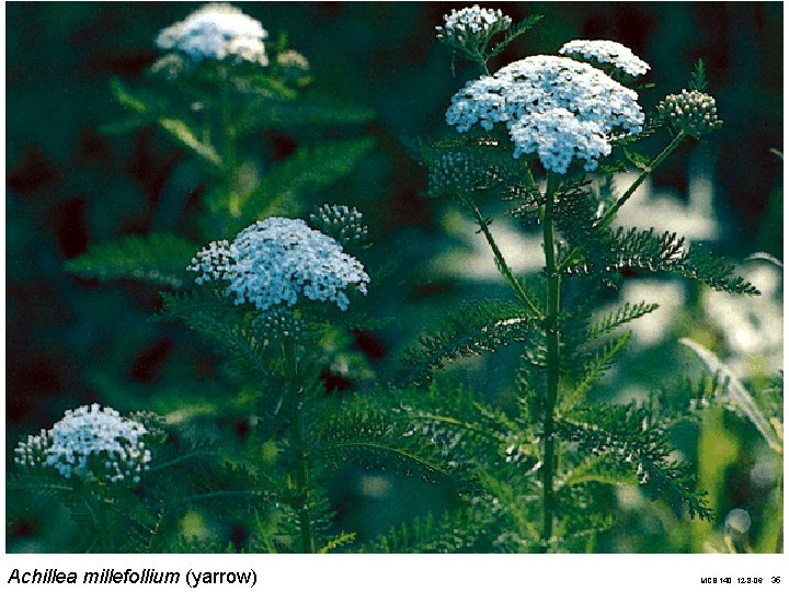 Achillea millefollium (yarrow) MCB 140, 12 -8 -06 35 