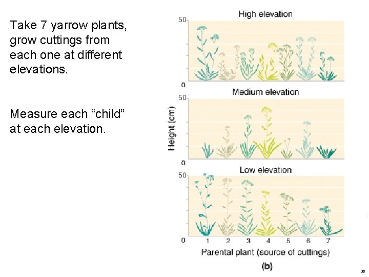 Take 7 yarrow plants, grow cuttings from each one at different elevations. Measure each